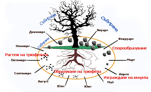 ������� trufeli ������ ������� � ��������